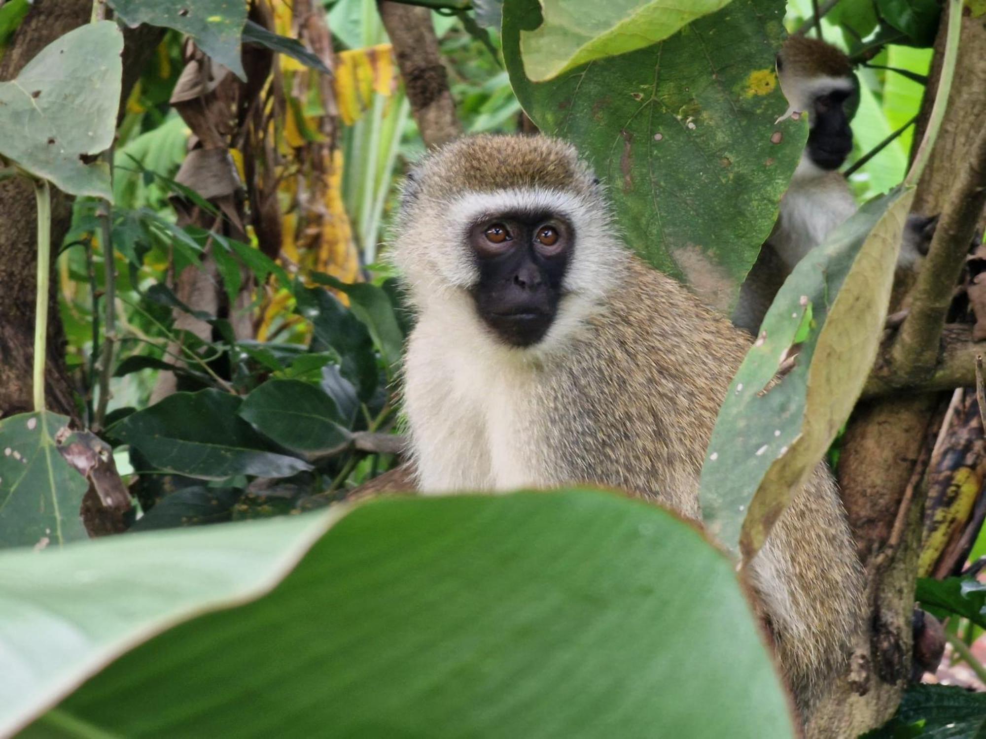 Tanzania Safari Lodge Arusha Dış mekan fotoğraf